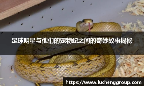 IM电竞股份有限公司